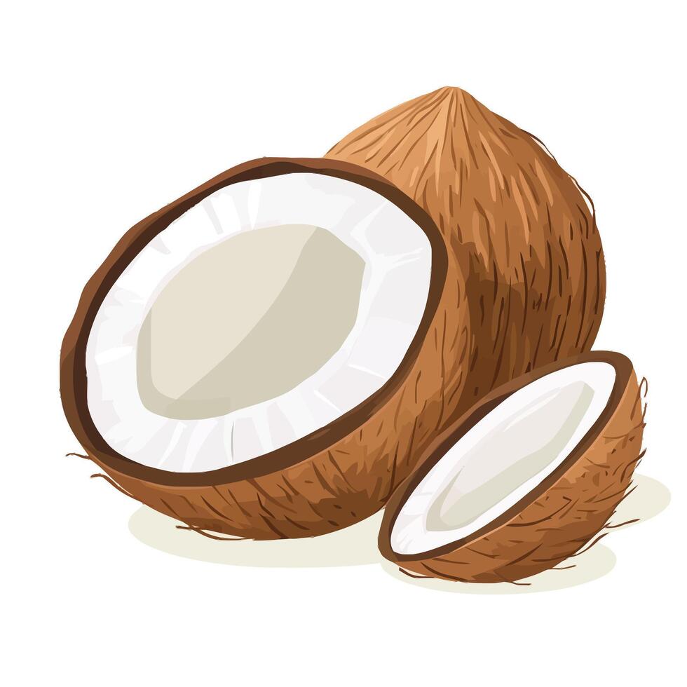 Fresh Coconut Halves with Exposed White Flesh vector