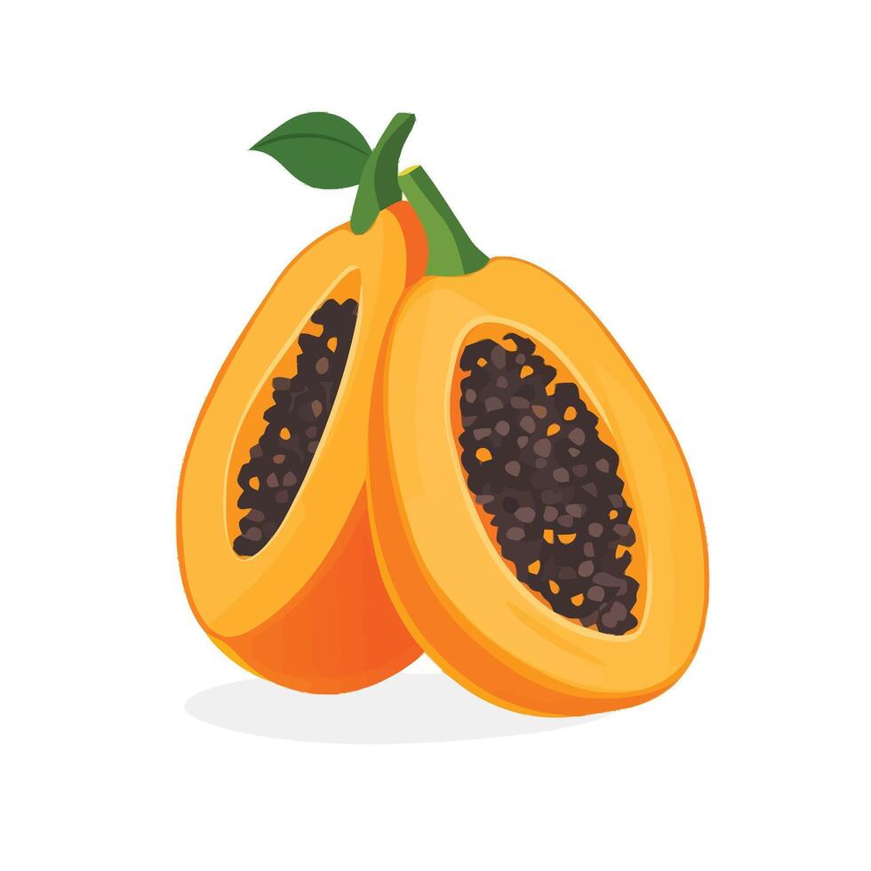 Exotic Papaya Halves with Detailed Seed View vector