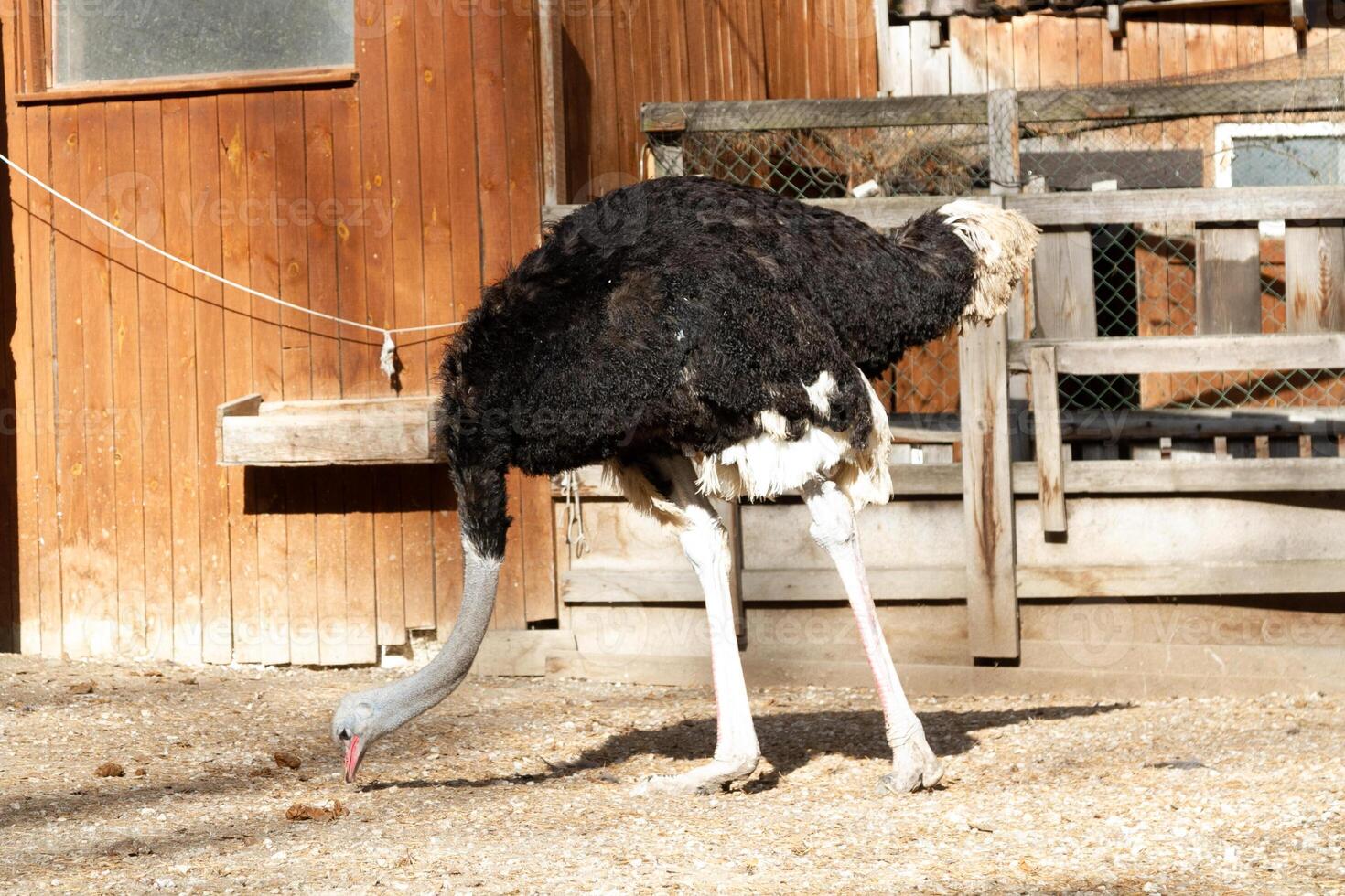 A large ostrich standing in a dirt area photo