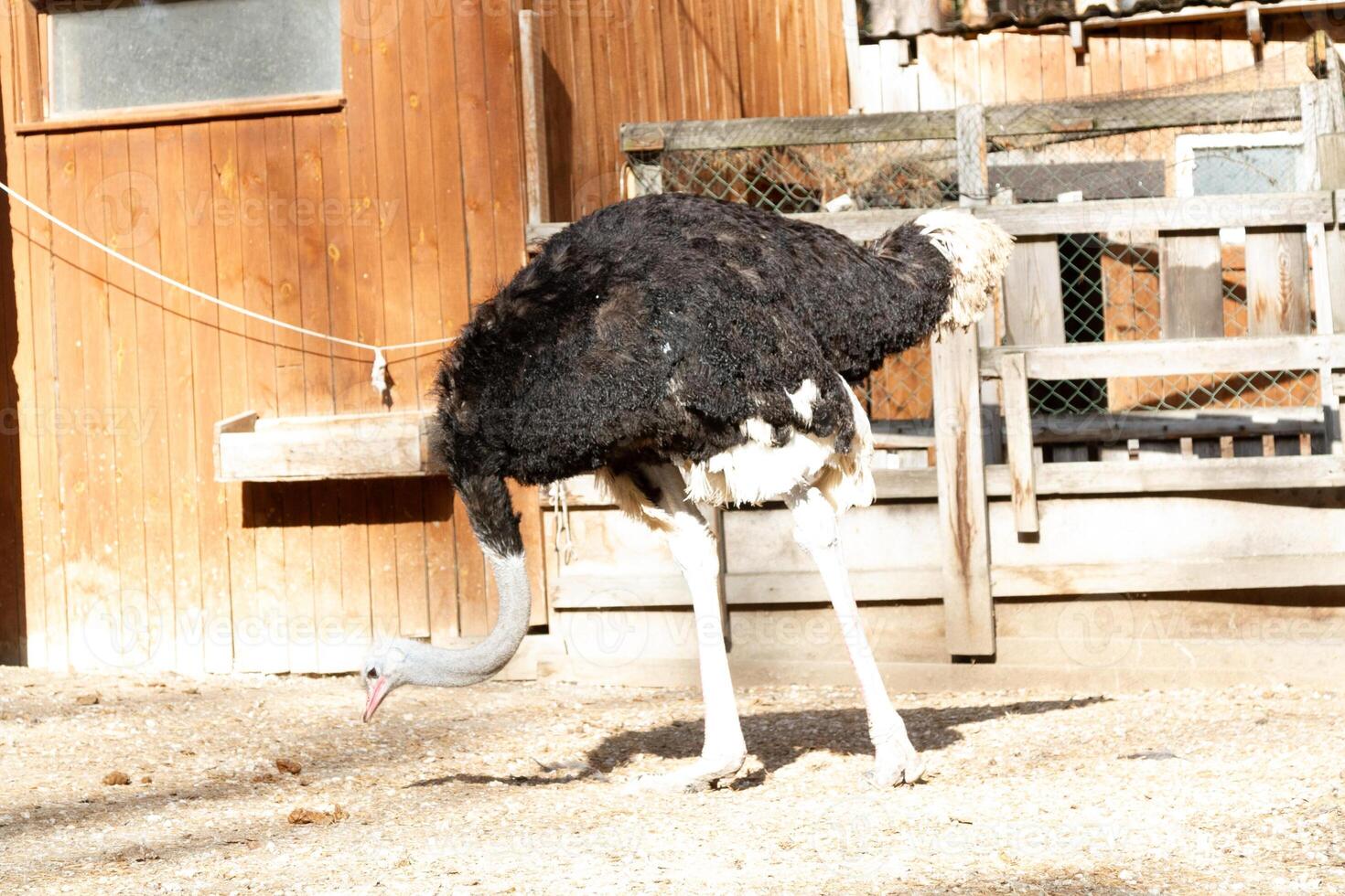 A large ostrich standing in front of a wooden building photo