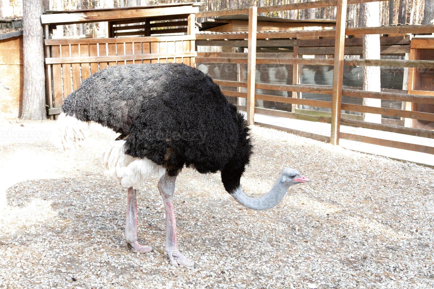 A large ostrich in a pen with a fence photo