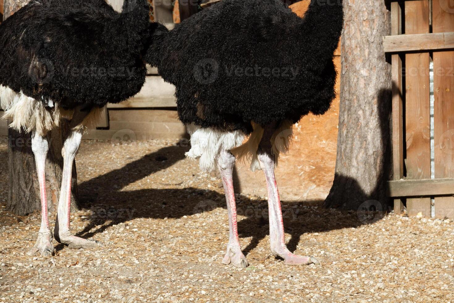Two ostriches standing next to each other photo