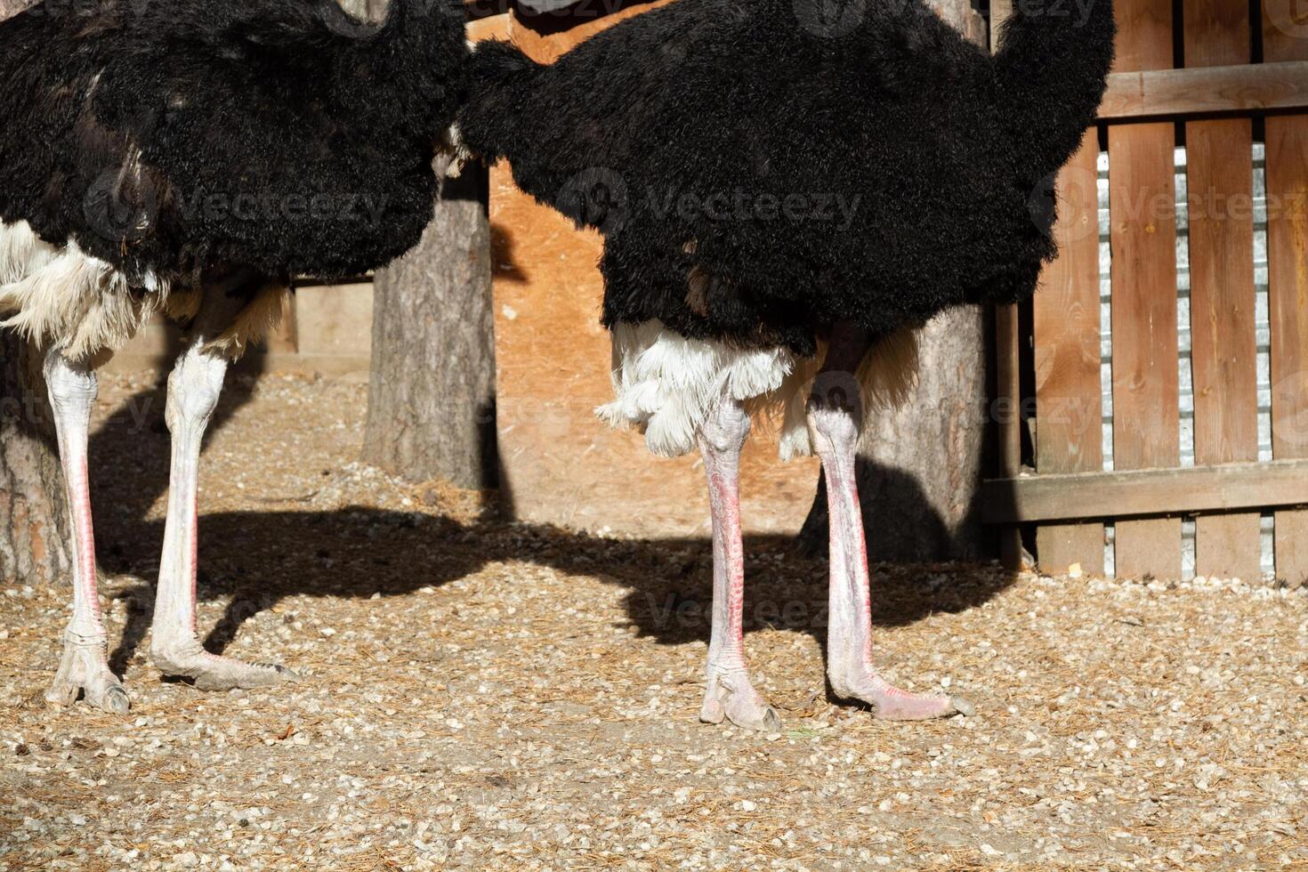 Two ostriches standing next to each other photo