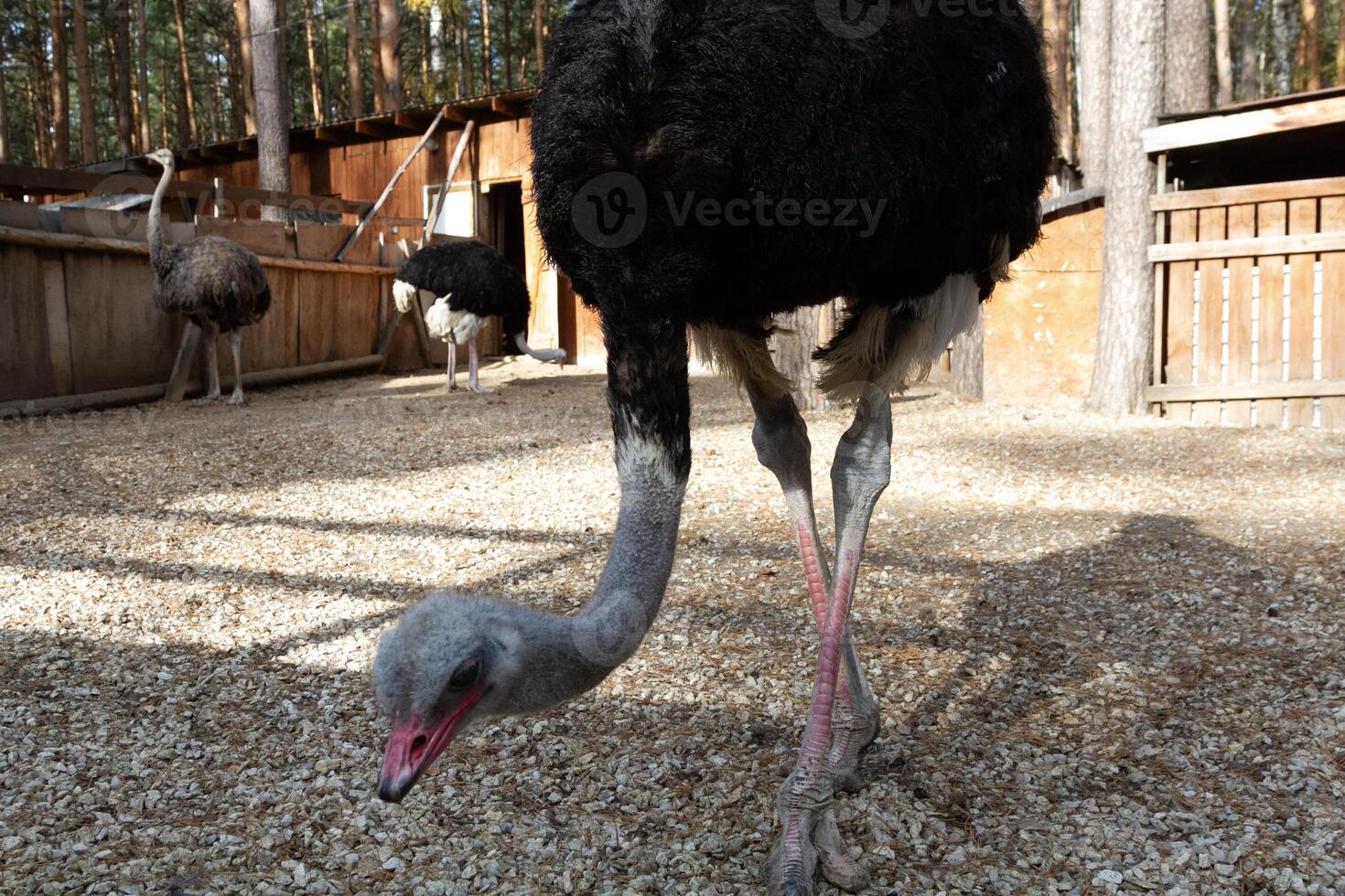 A large ostrich walking on a dirt floor photo