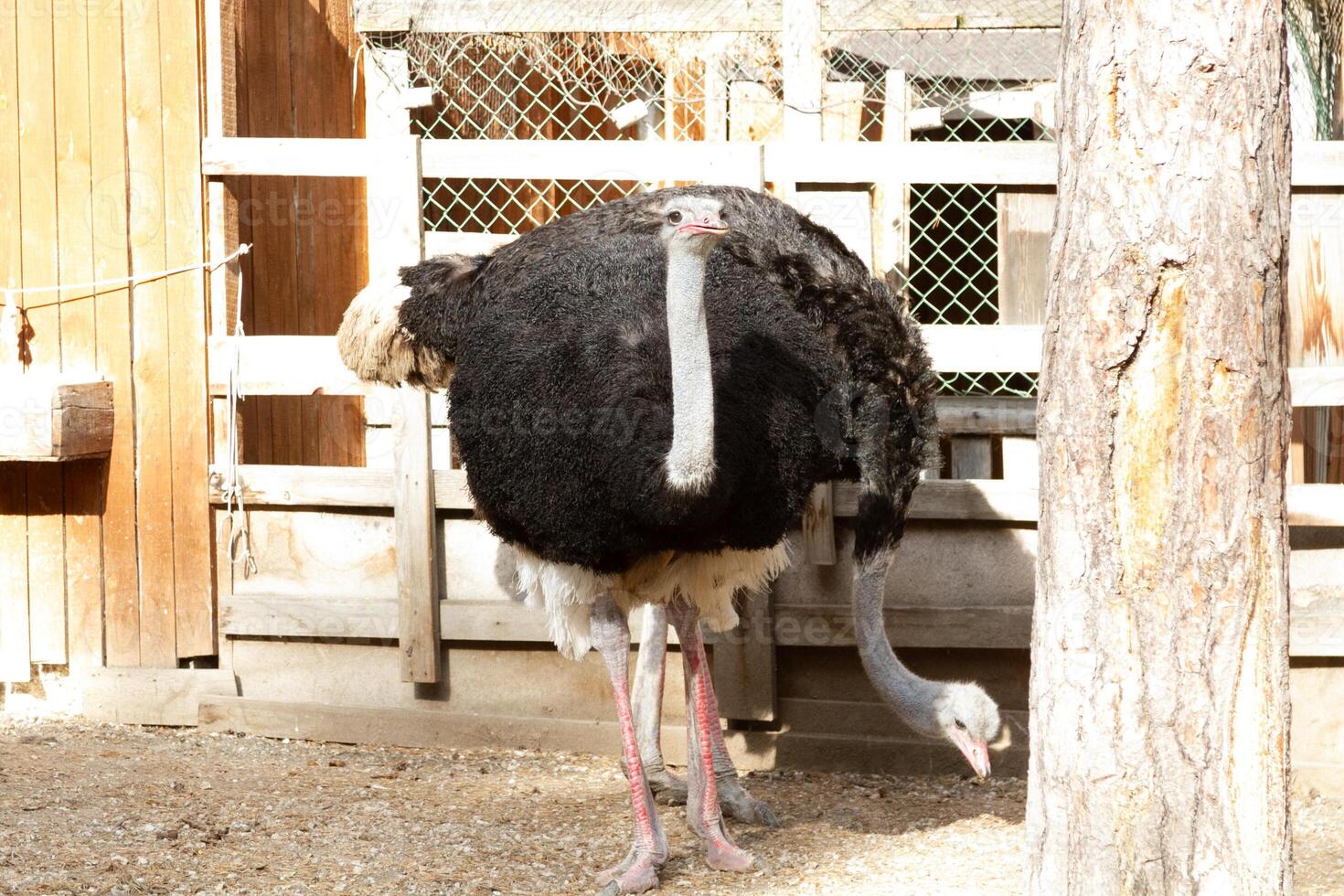 A large ostrich standing next to a smaller ostrich photo