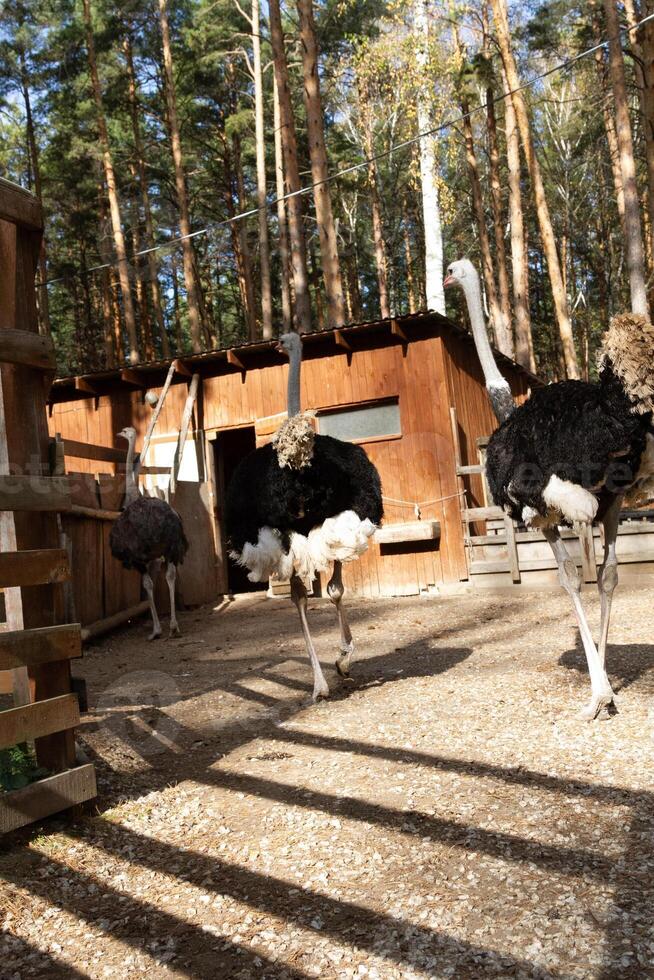 A group of ostriches walking in a fenced area photo