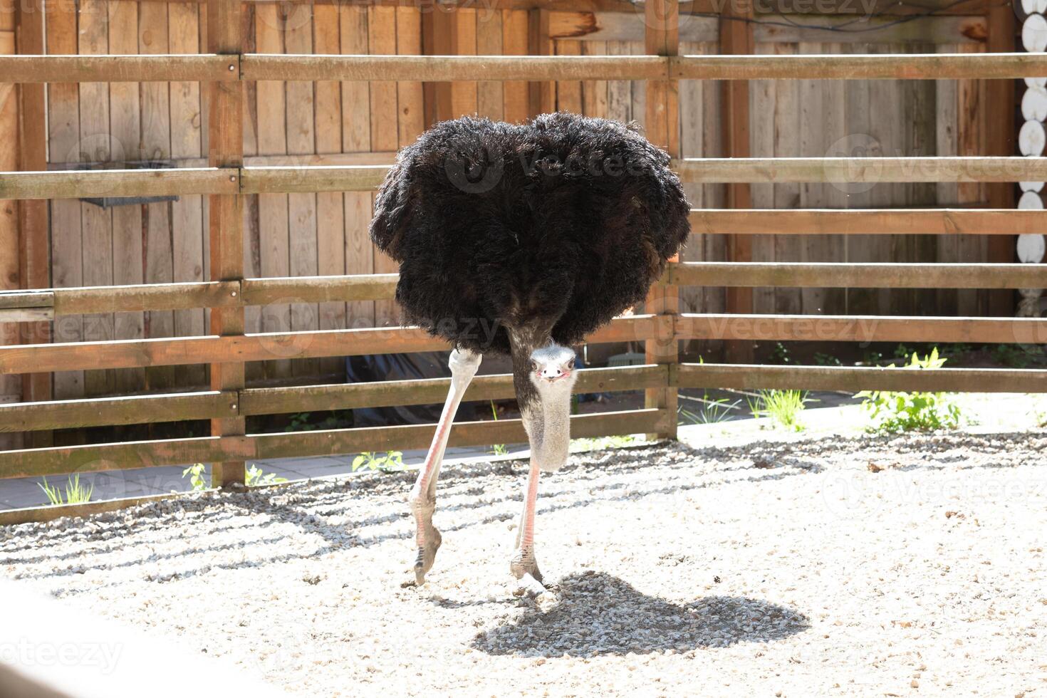 A large black bird standing on a dirt floor photo