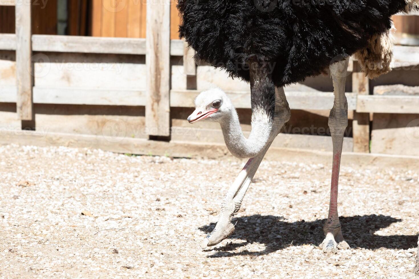A large ostrich walking on a dirt road photo