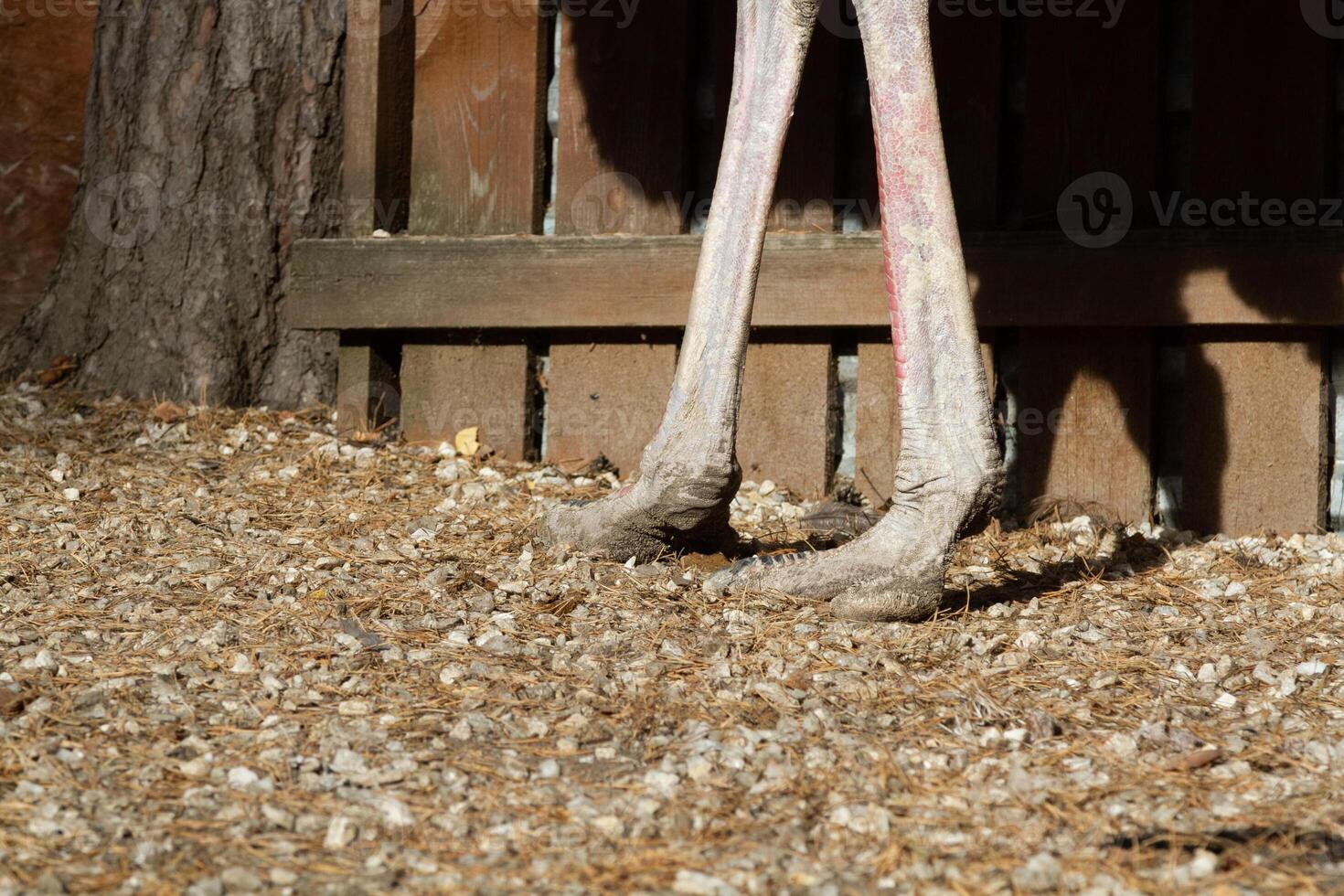 A close up of a bird's feet photo