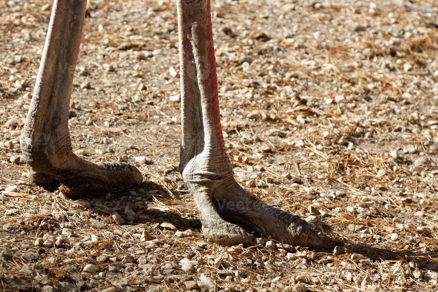 A close up of the legs of a bird photo