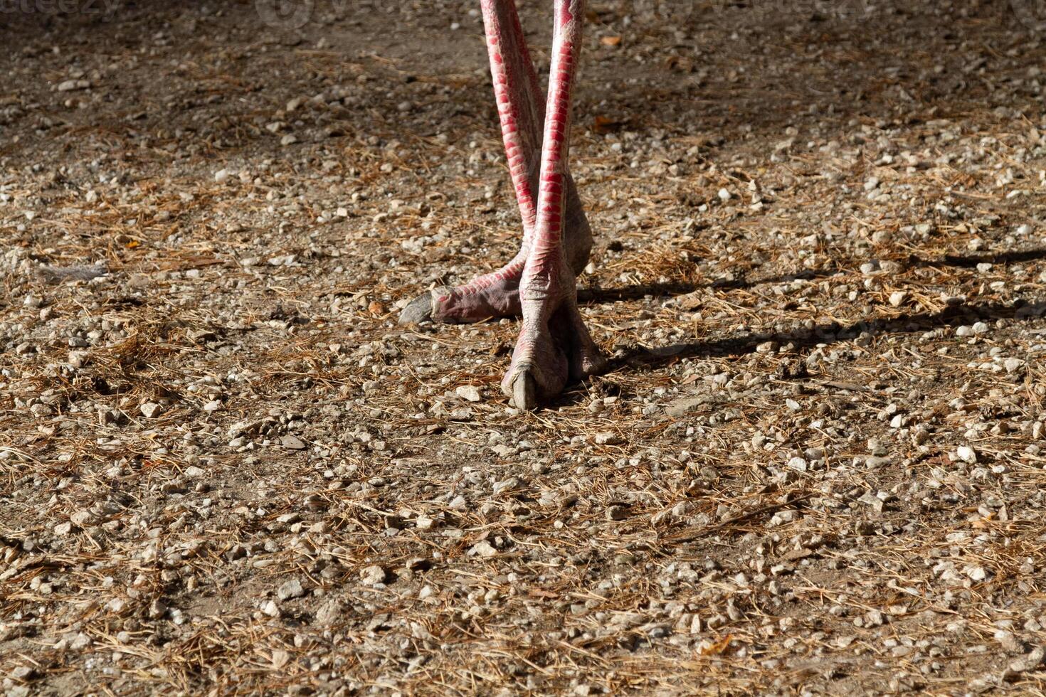 A close up of a bird's legs with a red rope photo