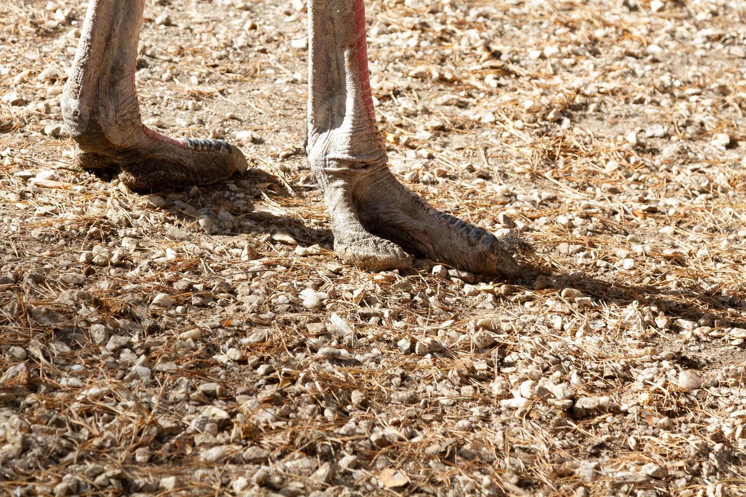 A close up of a bird's feet in the dirt photo