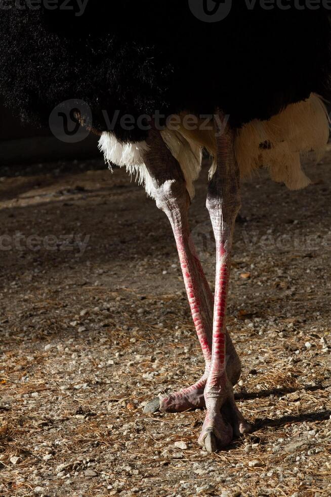 A close up of an ostrich with its legs spread photo