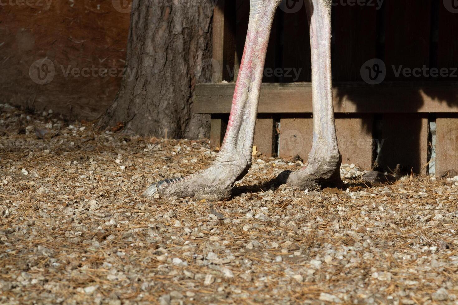 A close up of a bird's legs in a dirt area photo