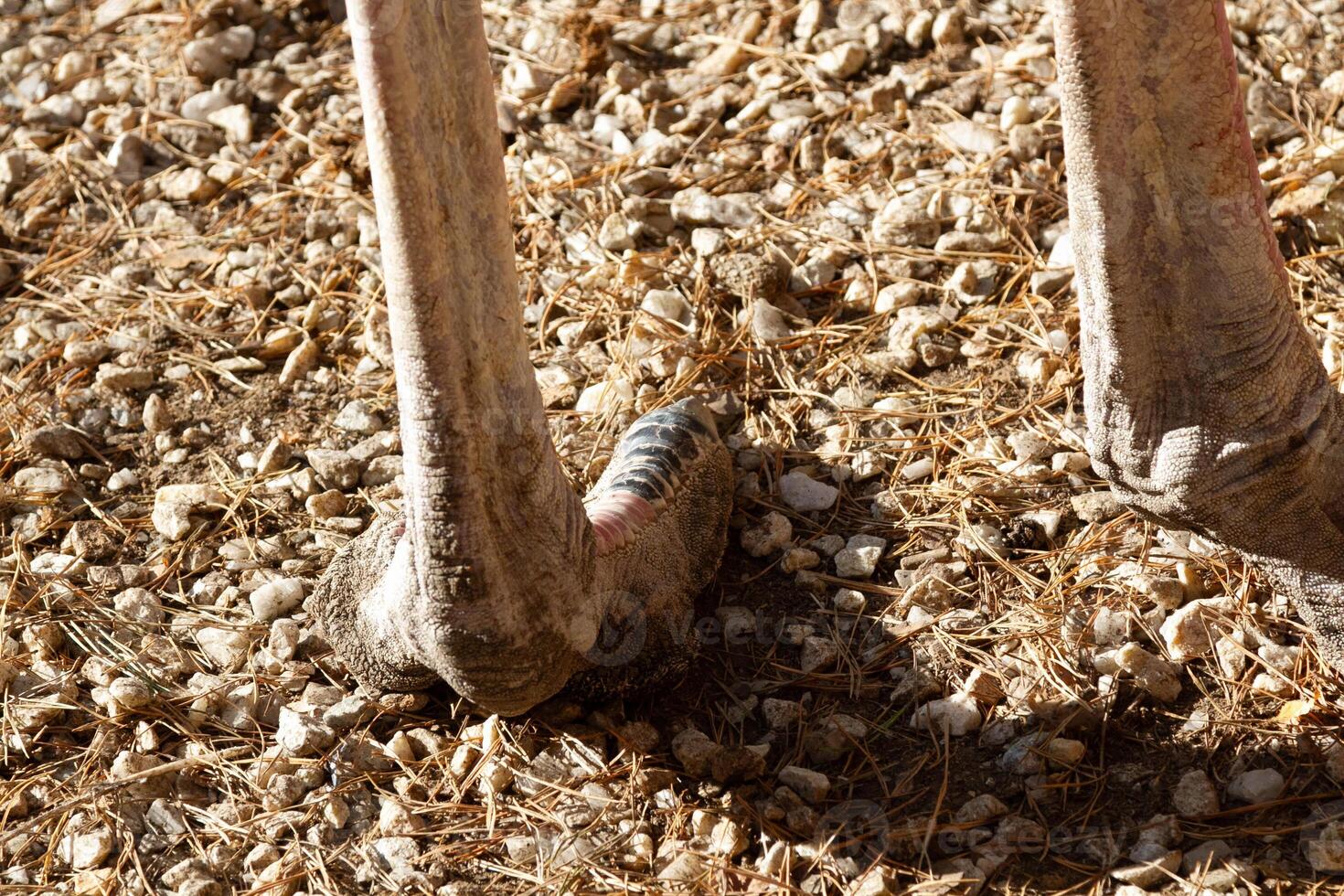 A close up of a bird's feet on a dirt ground photo