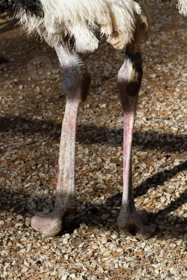 A close up of an ostrich with its legs spread photo