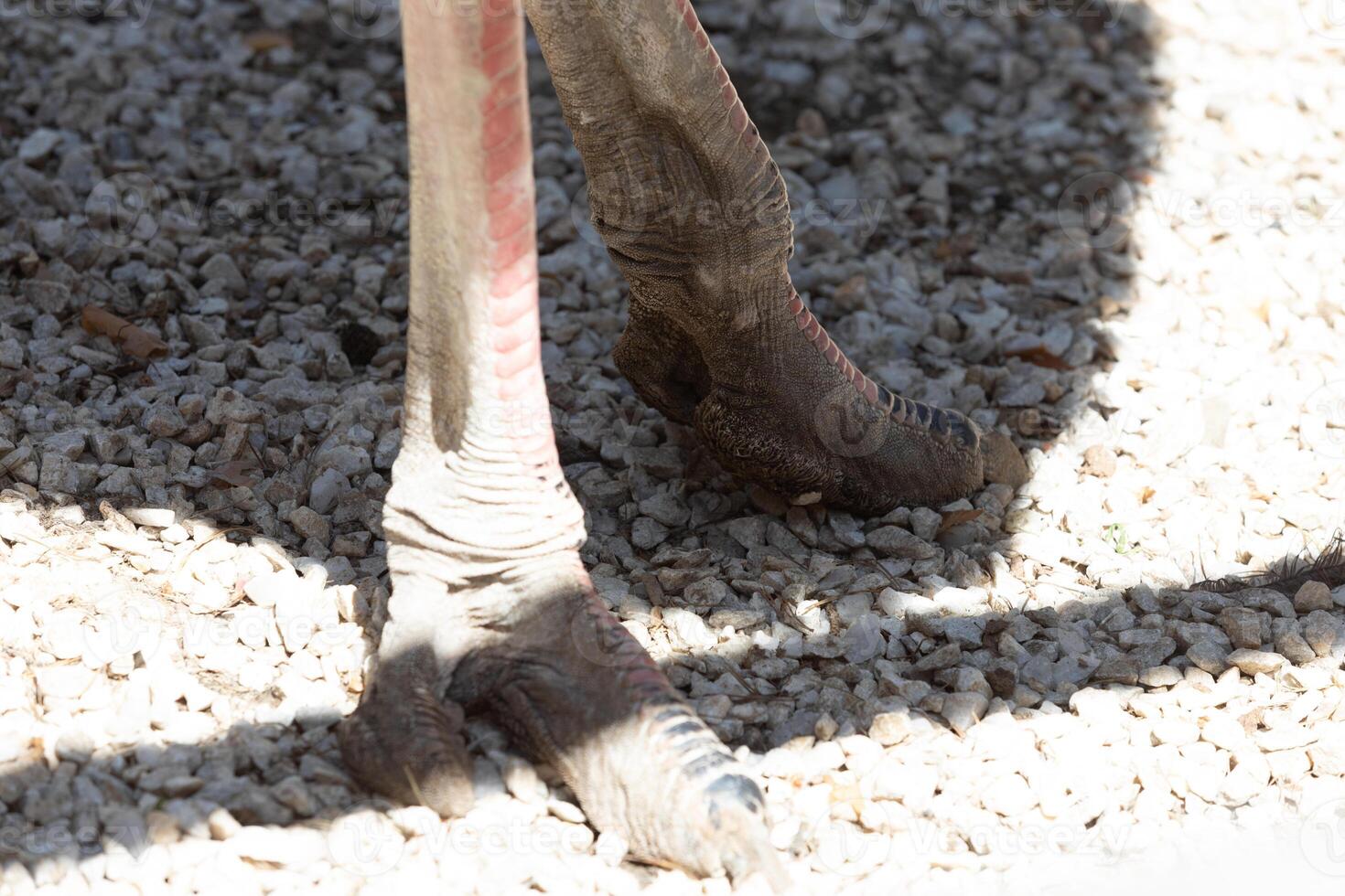 A close up of a bird's feet on a gravel surface photo