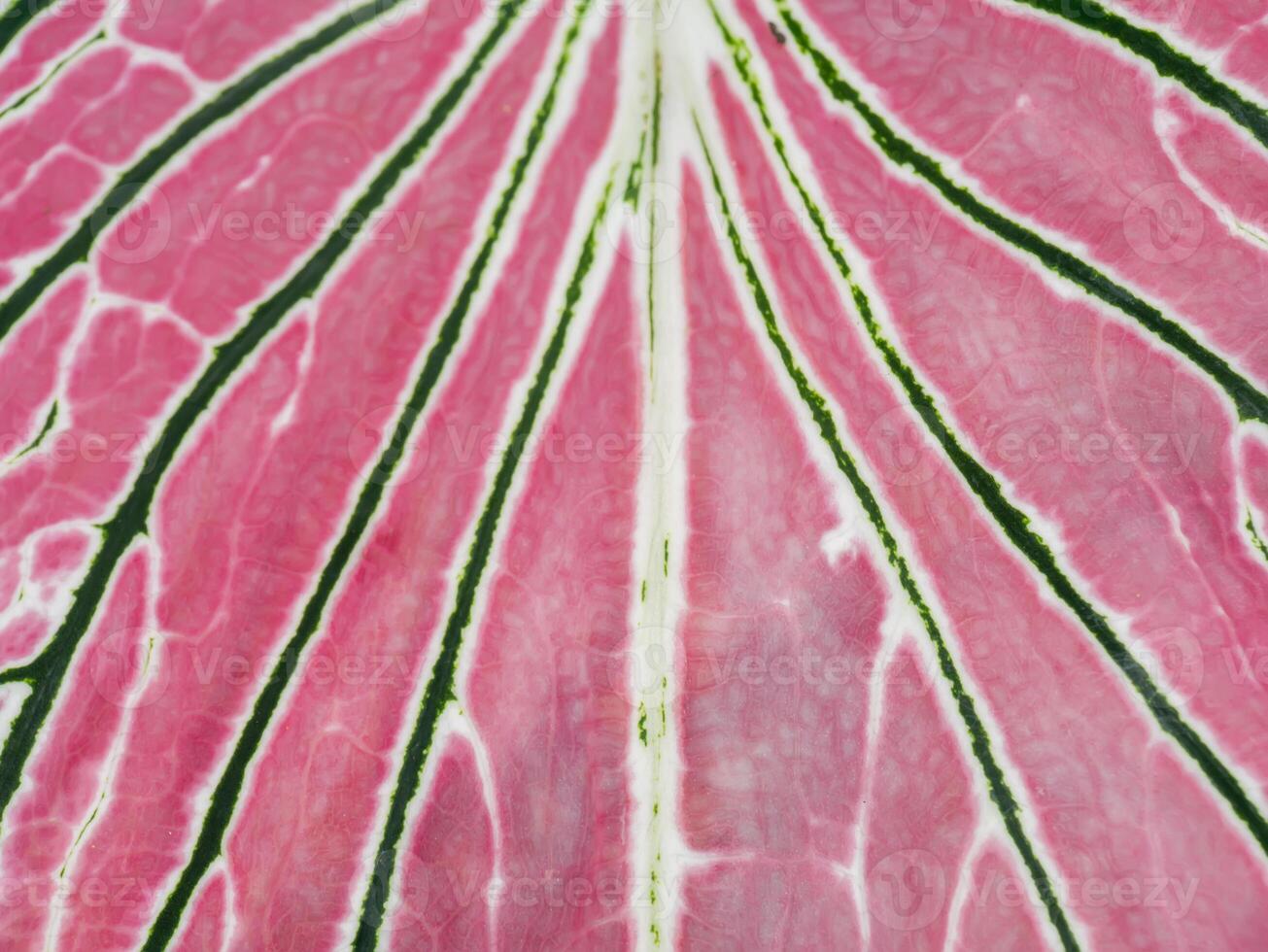 Close up texture of Caladium bicolor leaf. photo