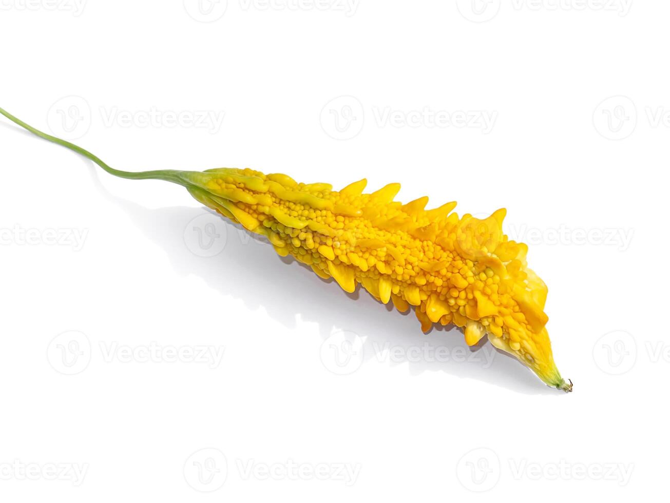 Close up fruit of Bitter Cucumber on white background. photo