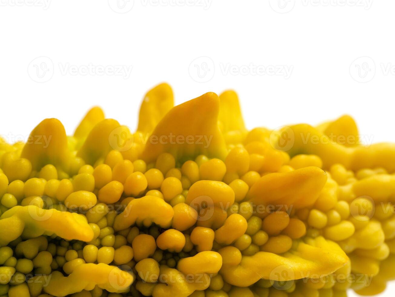 Close up fruit of Bitter Cucumber on white background. photo