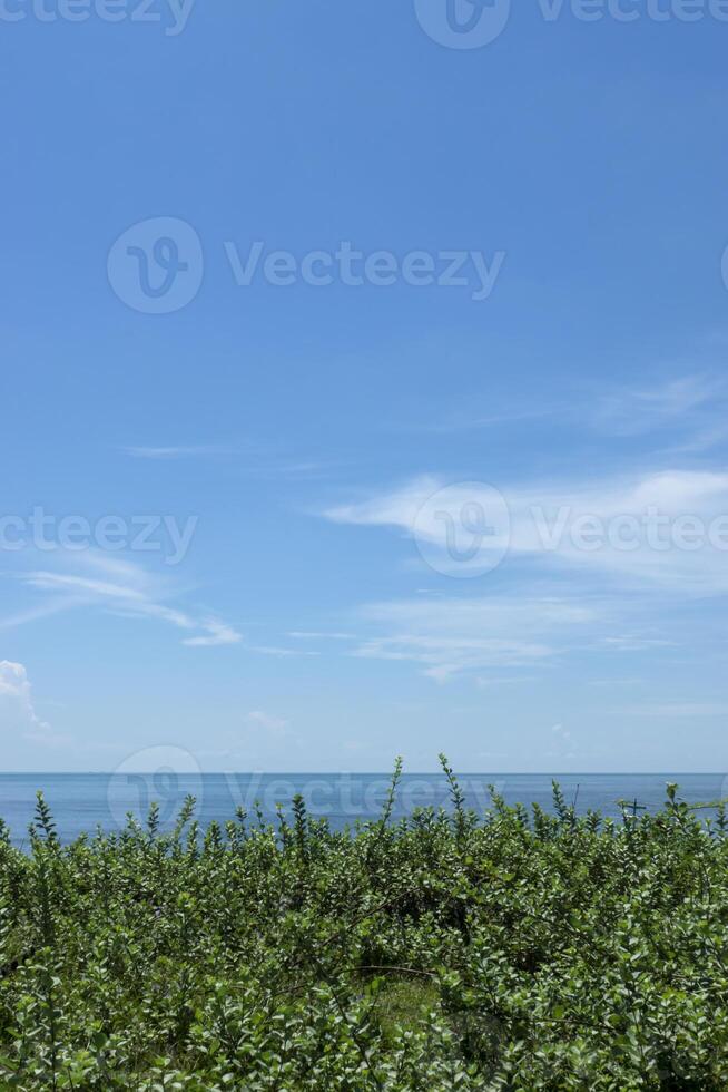 View of Vitex trifolia plant on the beach with sea and sky background. photo