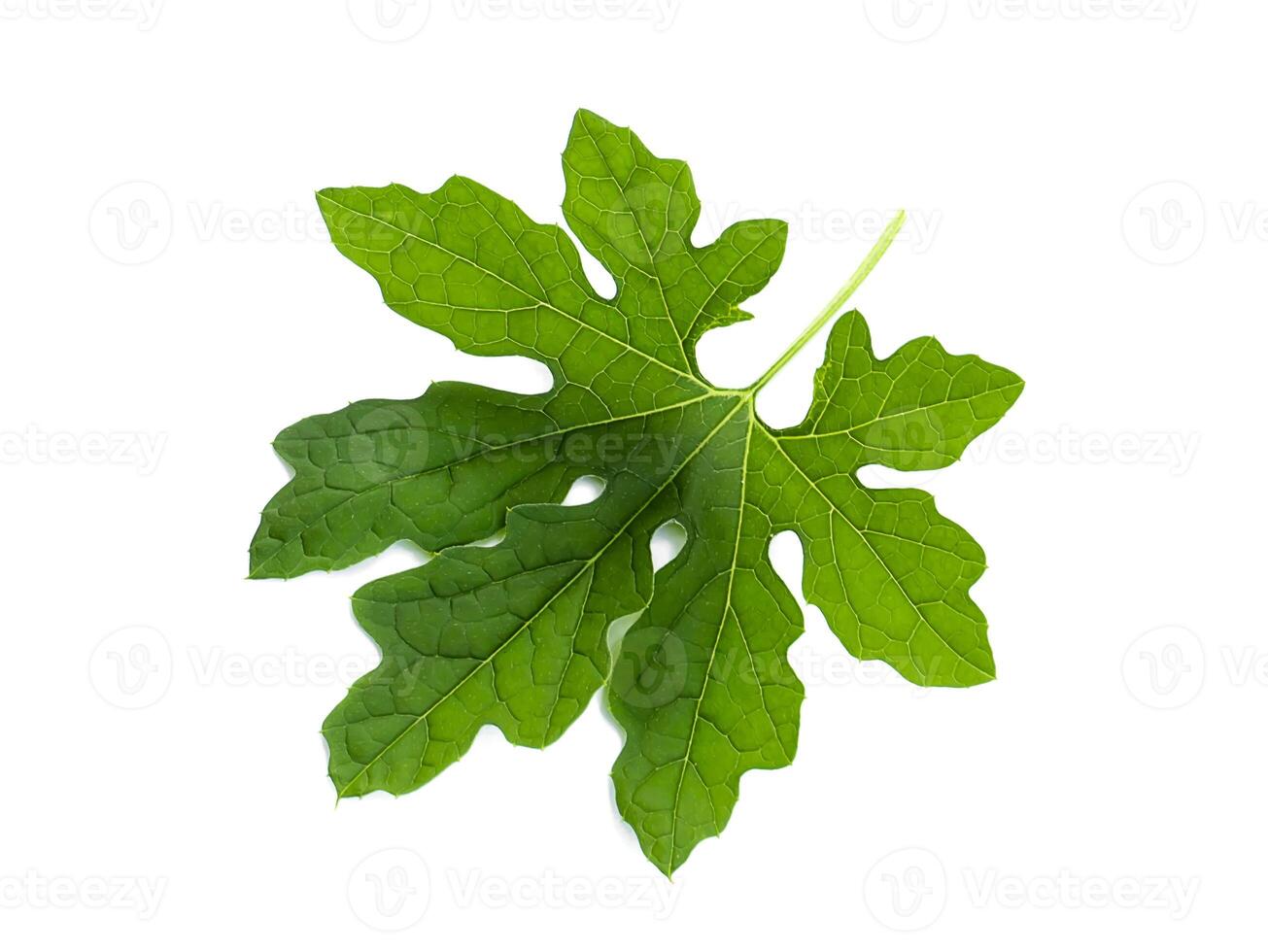 Close up green leaf of Bitter Cucumber photo