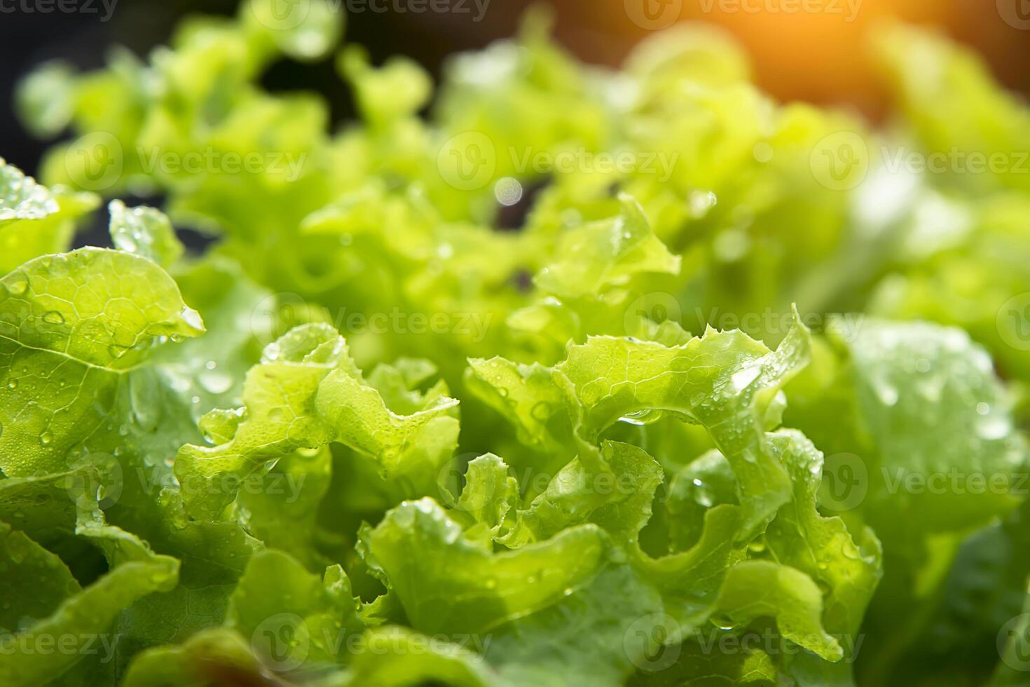 Green oak plant growing. The vegetable for salad. photo