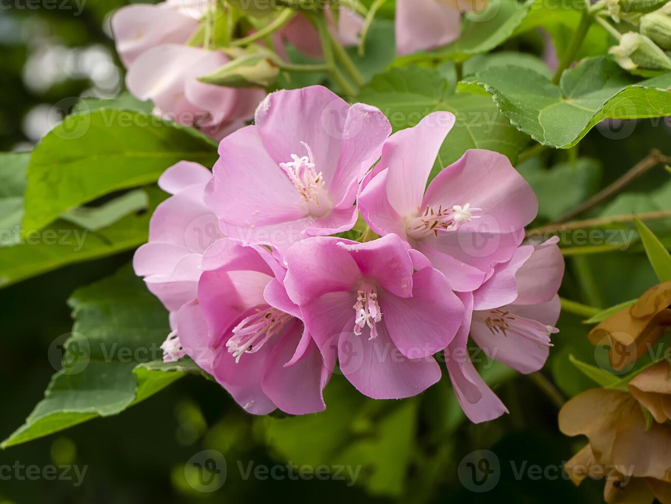 Close up Pink Dombeya flower on tree. photo