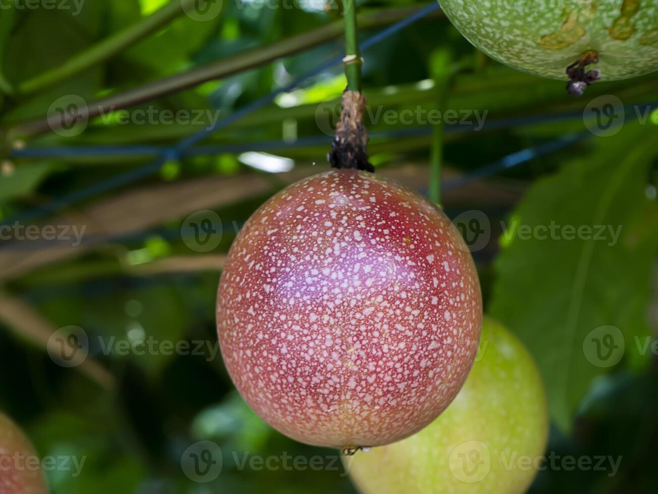 Close up rip and raw of Passion Fruit on tree. photo