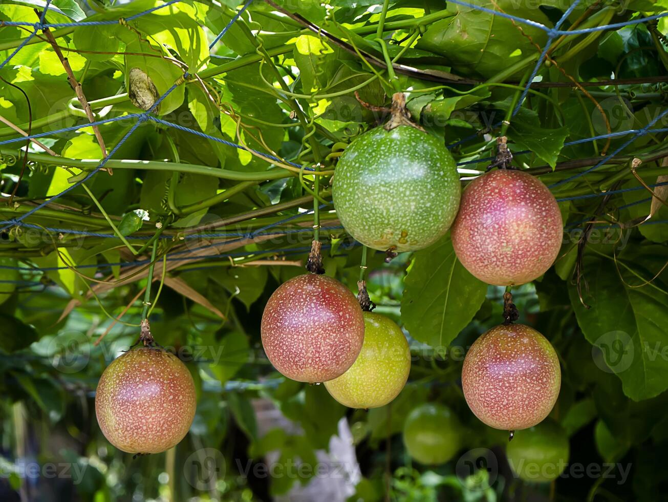 Close up rip and raw of Passion Fruit on tree. photo