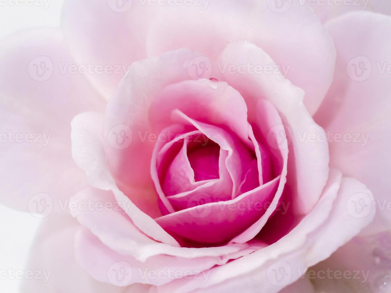 Close up pink of Damask Rose flower photo
