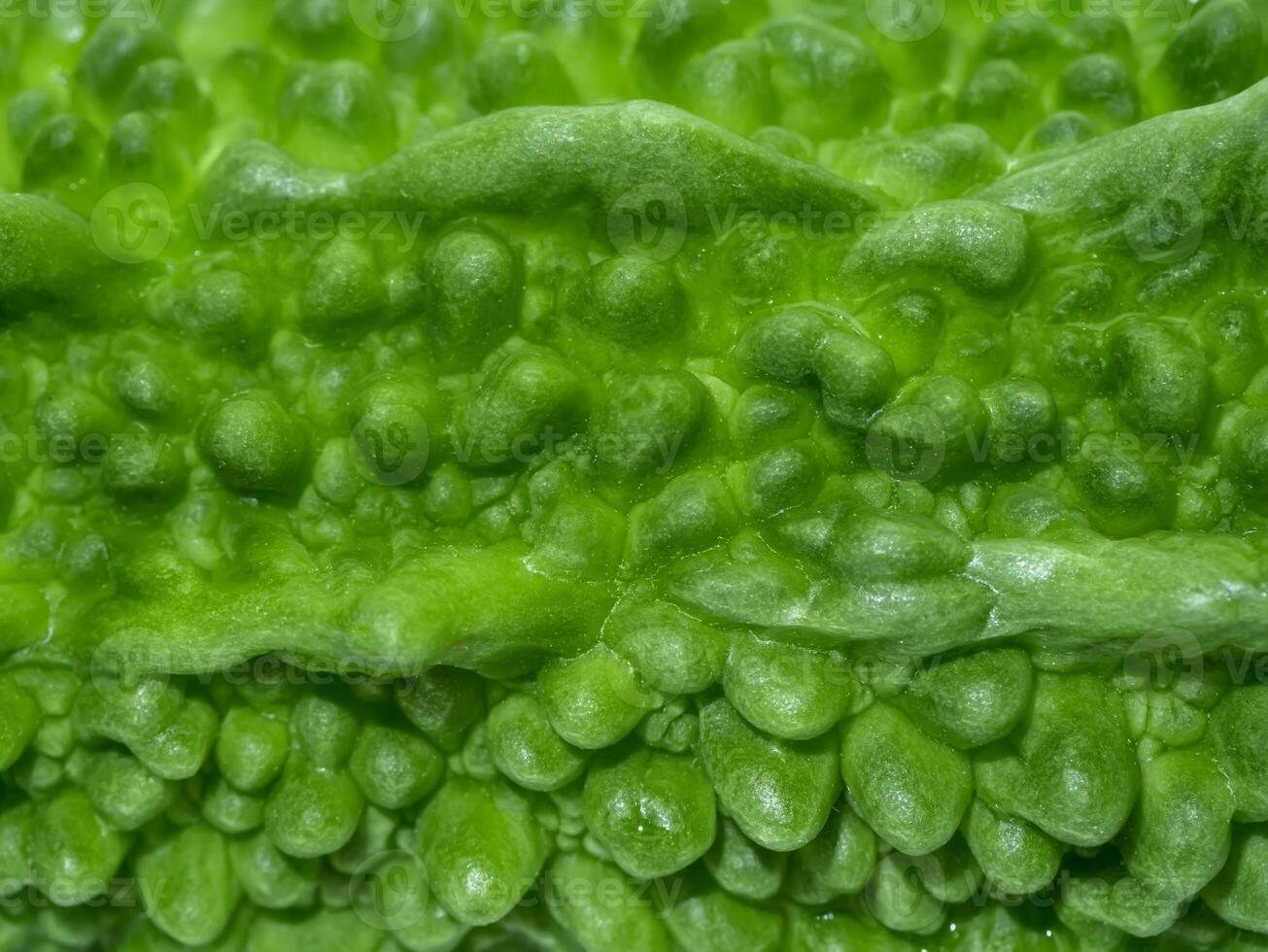 Close up texture fruit of Bitter Cucumber. photo