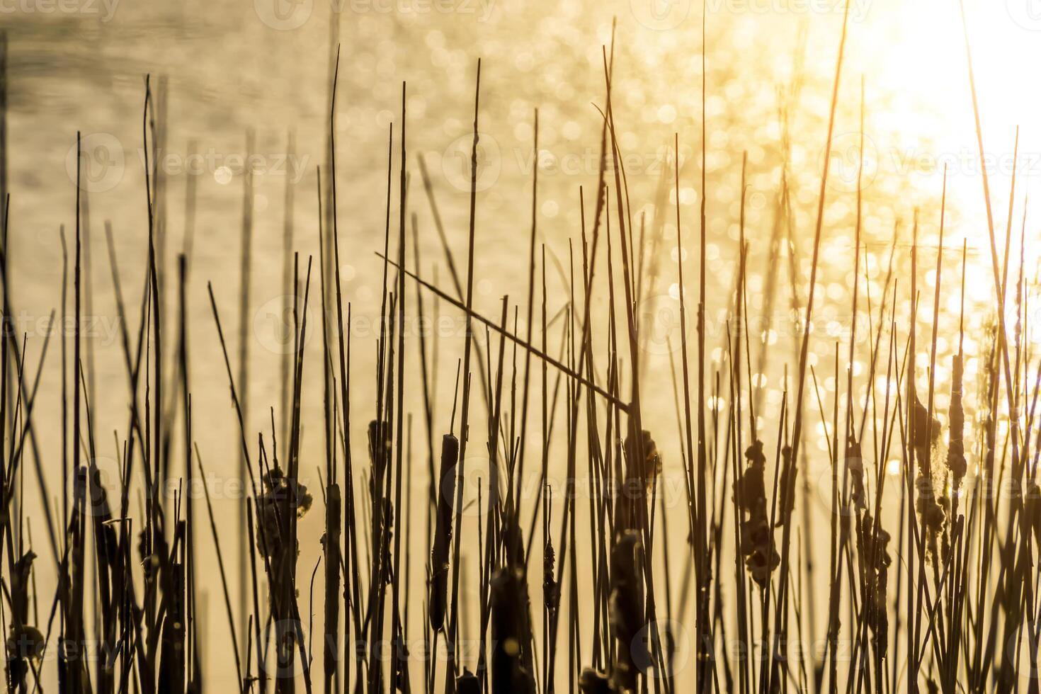Silhouette of Cat-tail plant on blur background with sunlight. photo