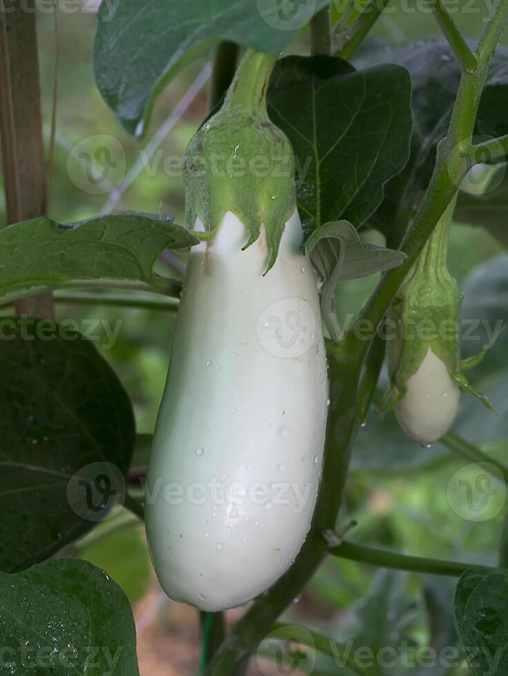 Close up White eggplant on its tree. photo