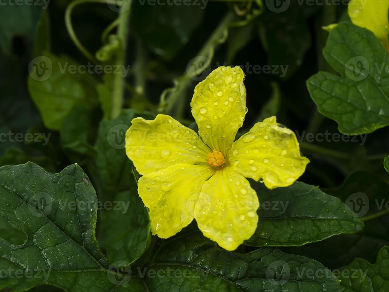 Close up yellow flower of Bitter Cucumber, Bitter Gourd, Carilla Fruit photo