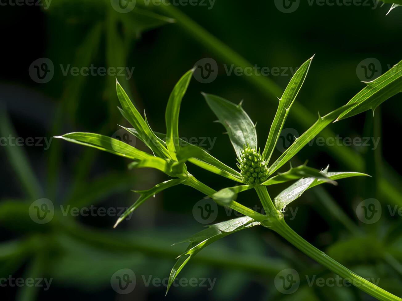 Close up Culantro flower with green leaves on dark backgroud with light. photo