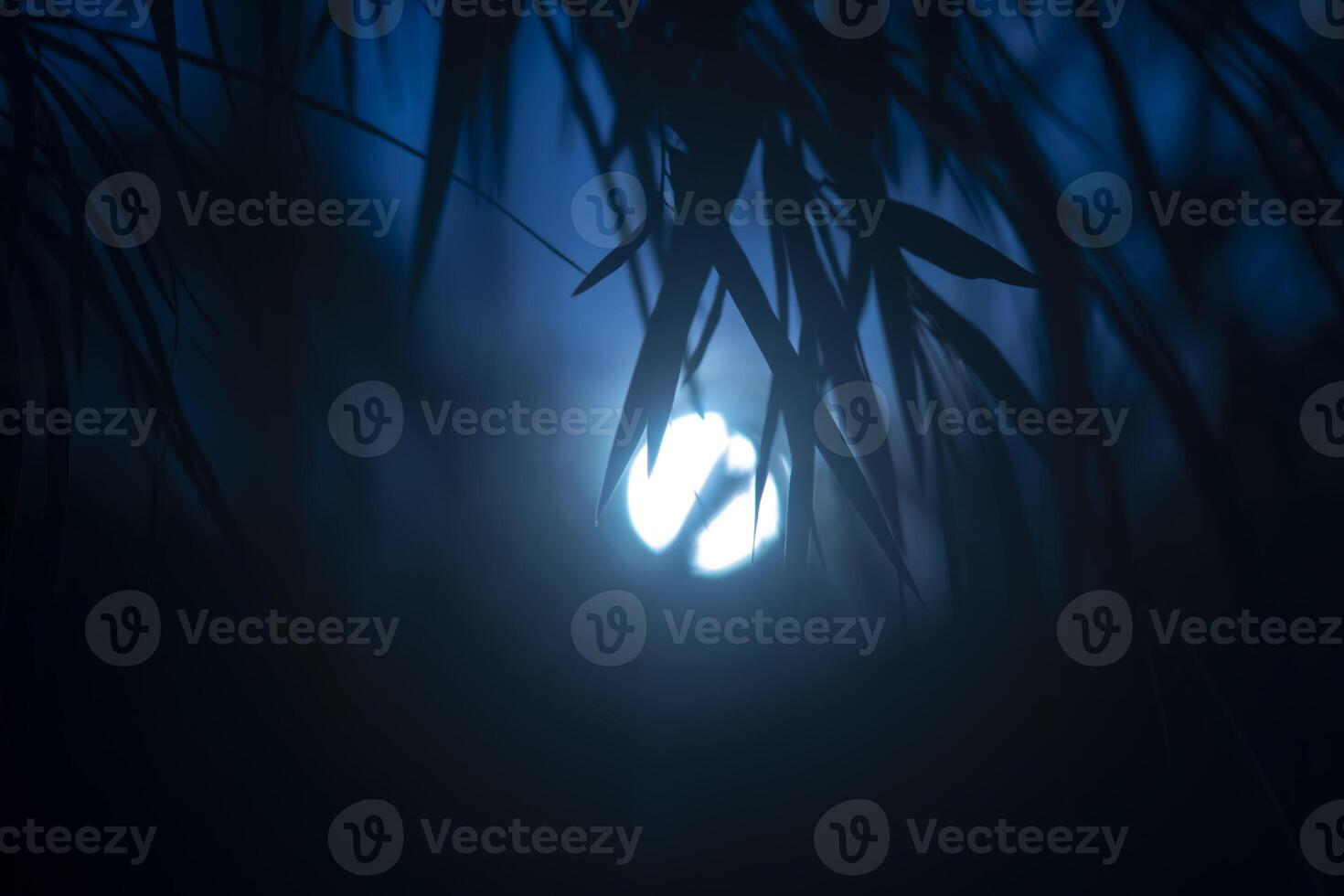 Silhouette bamboo leaves with sunlight on the dark in blue hour. photo