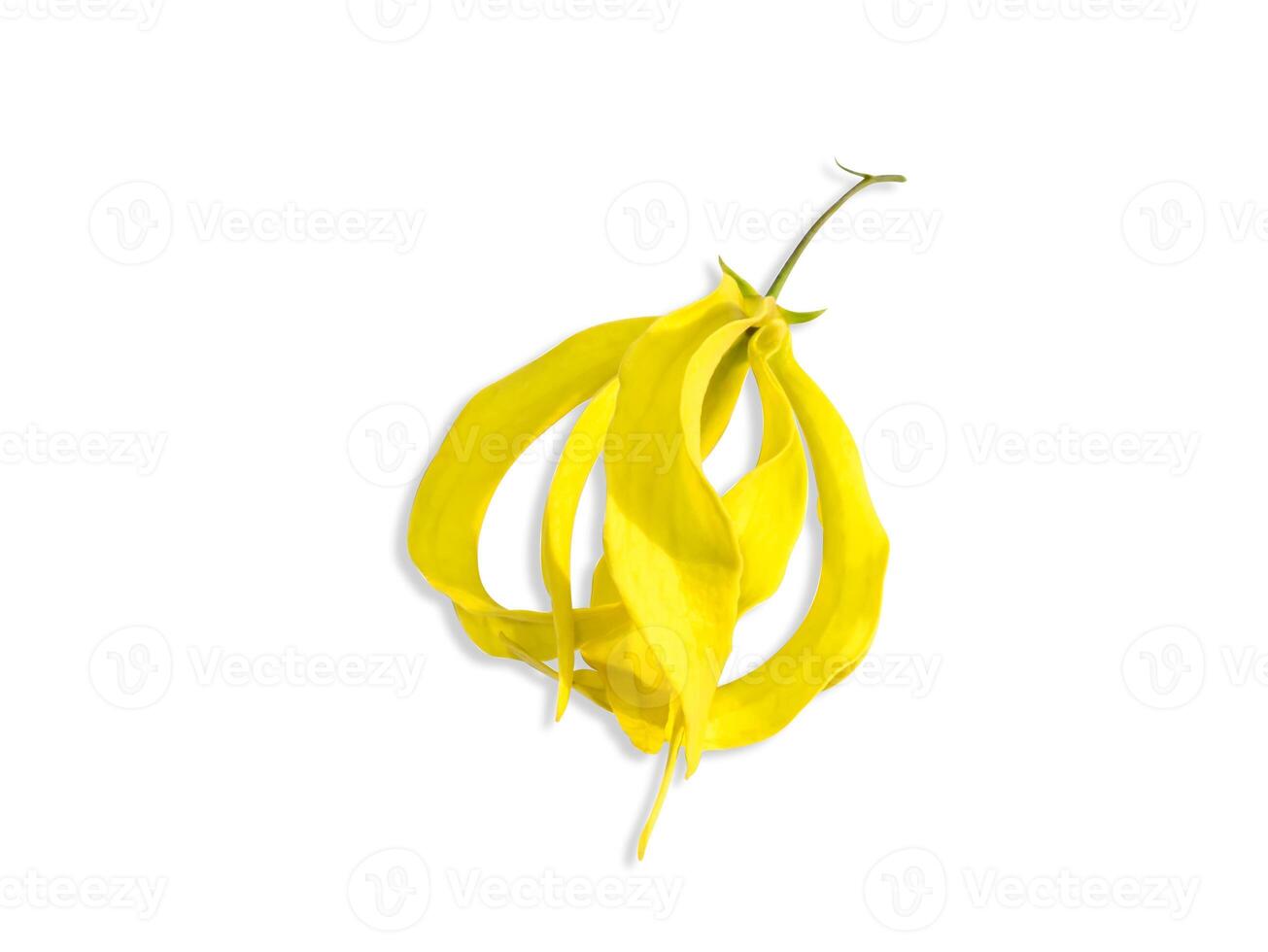 Chinese Desmos flower on white background photo