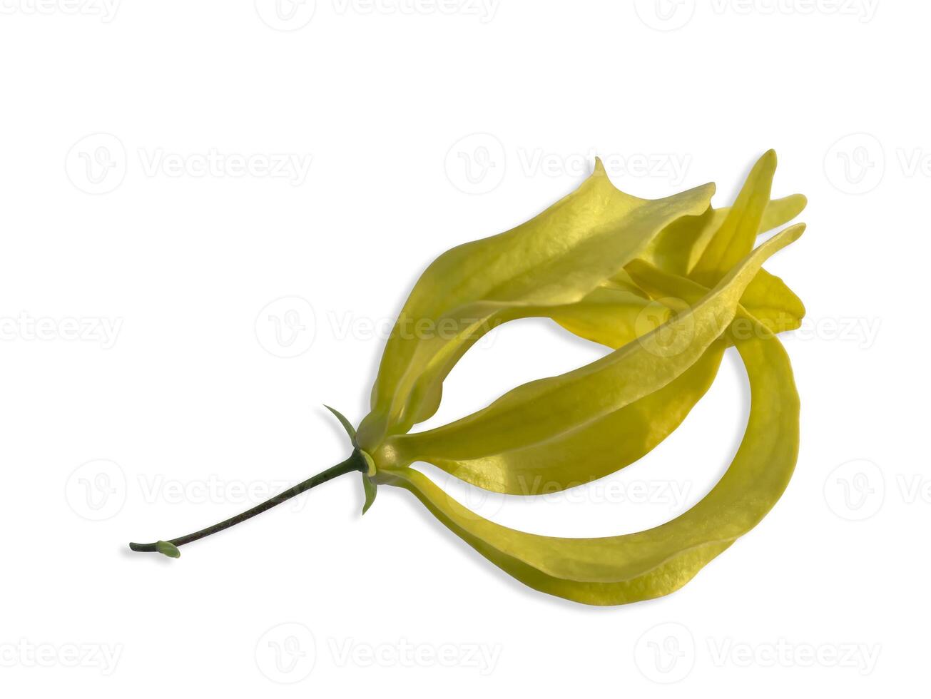 Chinese Desmos flower on white background photo