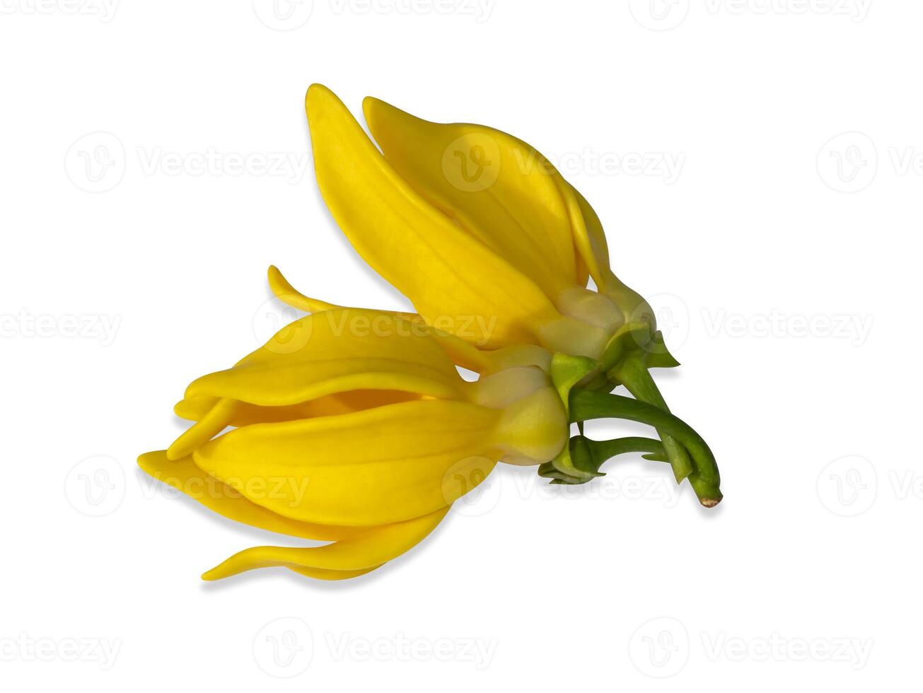 fragrant flowers of climbing ylang-ylang on white background. photo