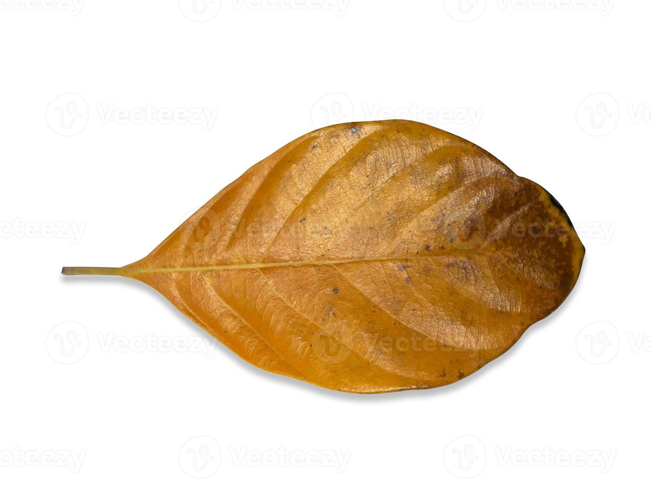 jackfruit leaf isolate on white background with clipping path. photo
