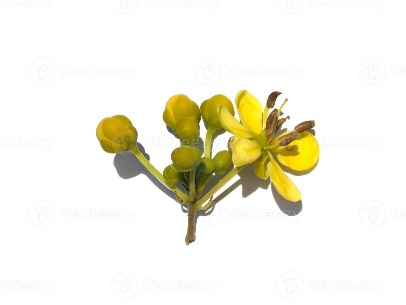 Close up flower of Cassod tree or Senna siamea on white background. photo