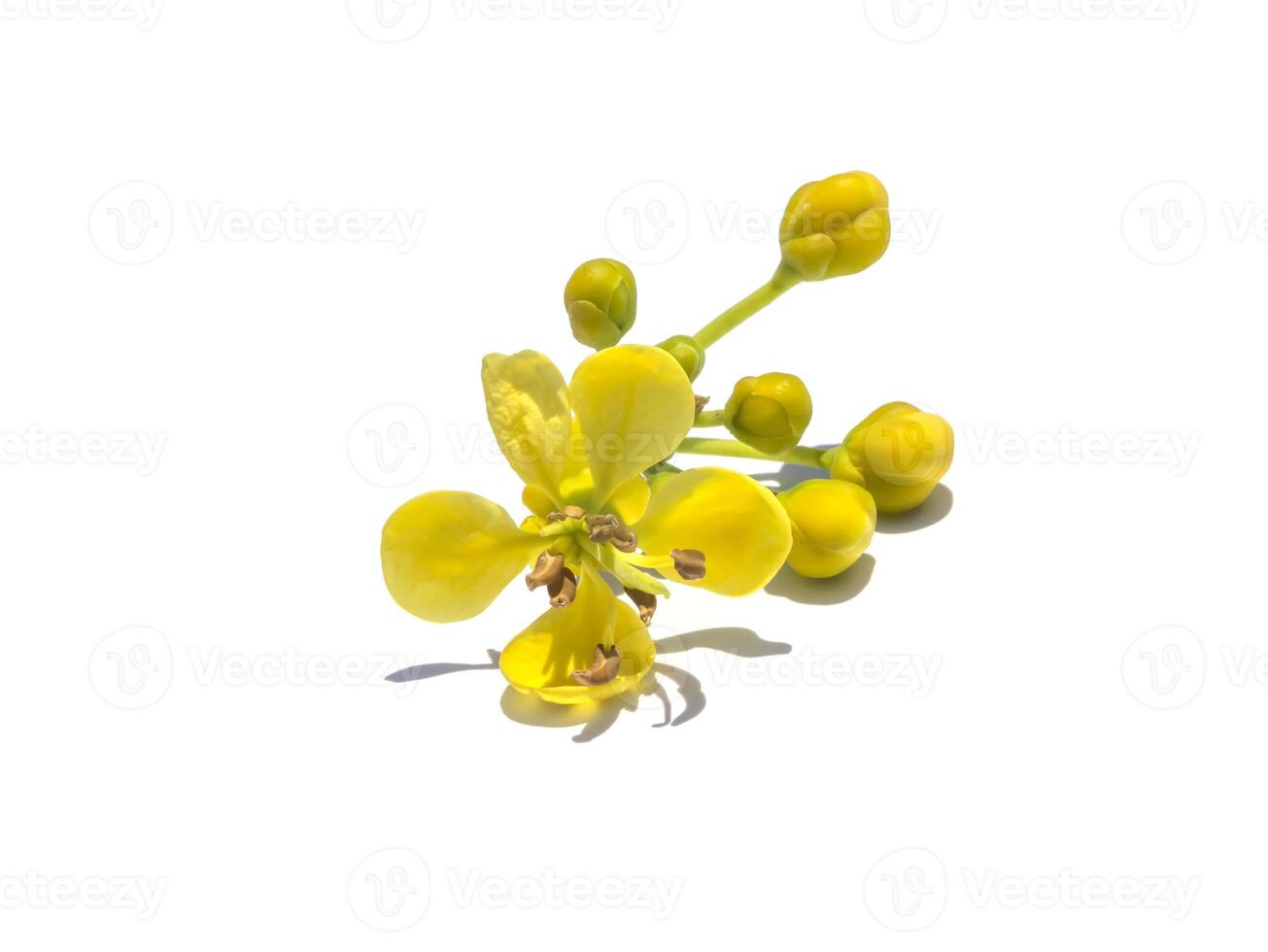 Close up flower of Cassod tree or Senna siamea on white background. photo