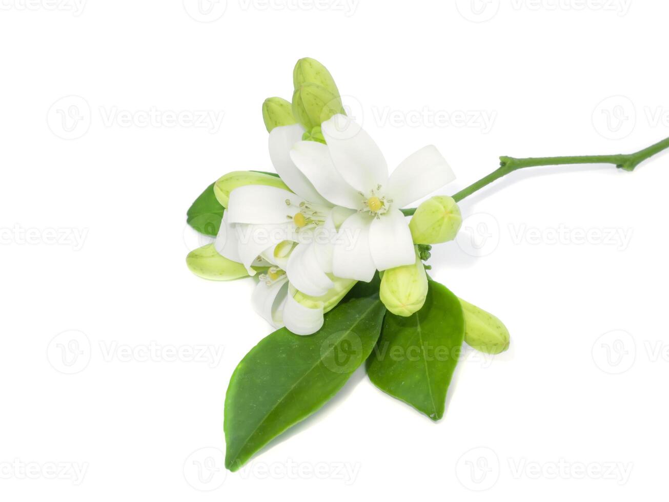 White flower of Orange Jessamine, Satin wood, Murraya exotica tree. photo