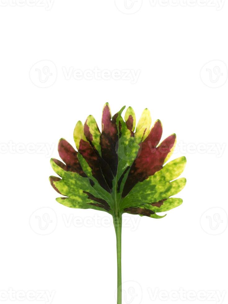 Close up of Coleus or painted nettle tree. photo