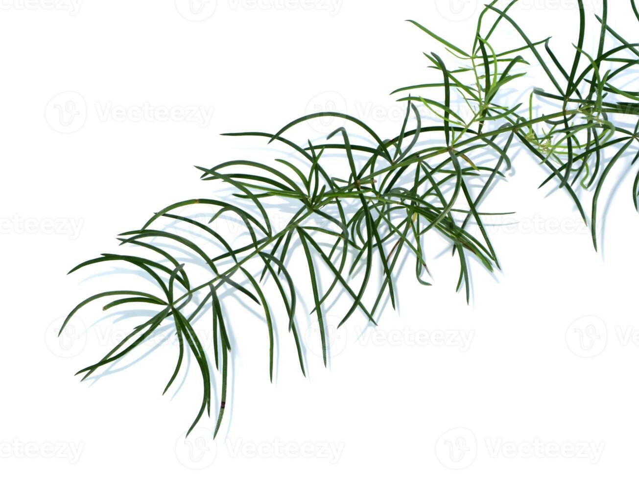 Close up of Shatavari plant on white background. photo