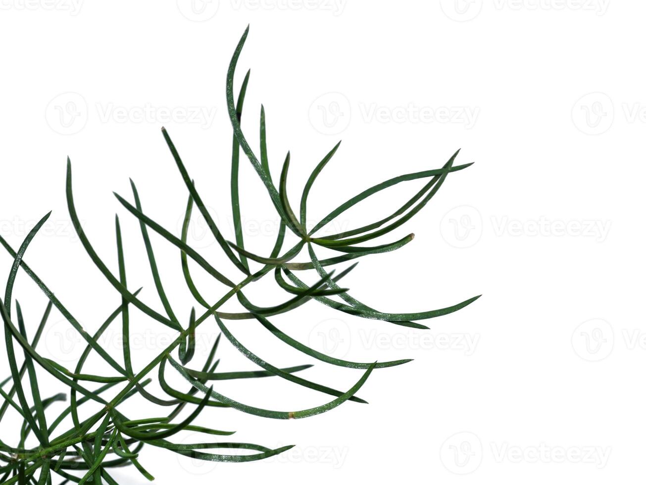 Close up of Shatavari plant on white background. photo
