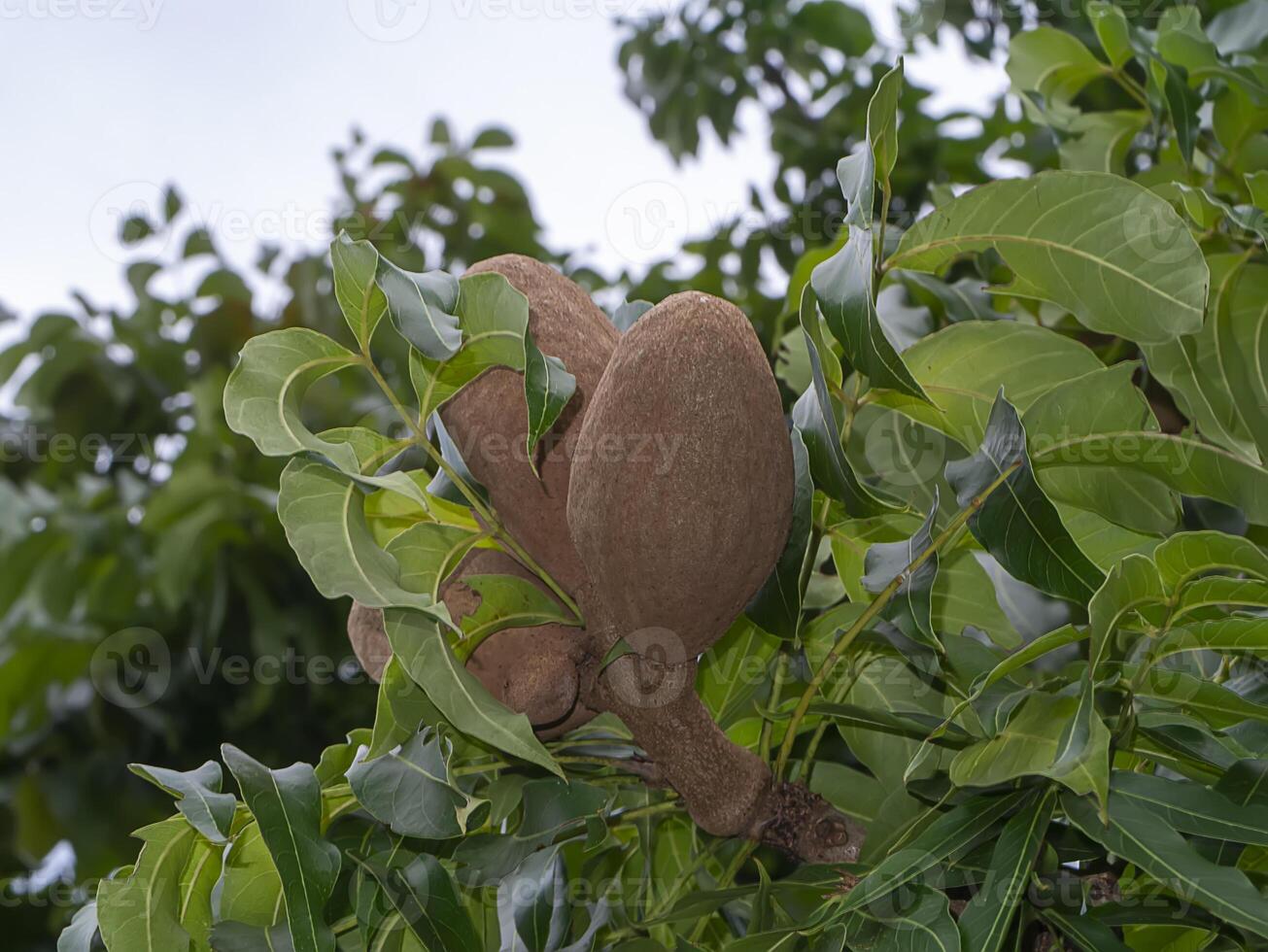 Close up Broad Leaf Mahogany, False Mahogany, Honduras Mahogany photo