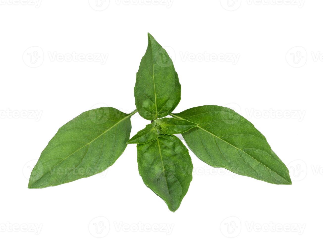 Sweet Basil leaves on white background. photo