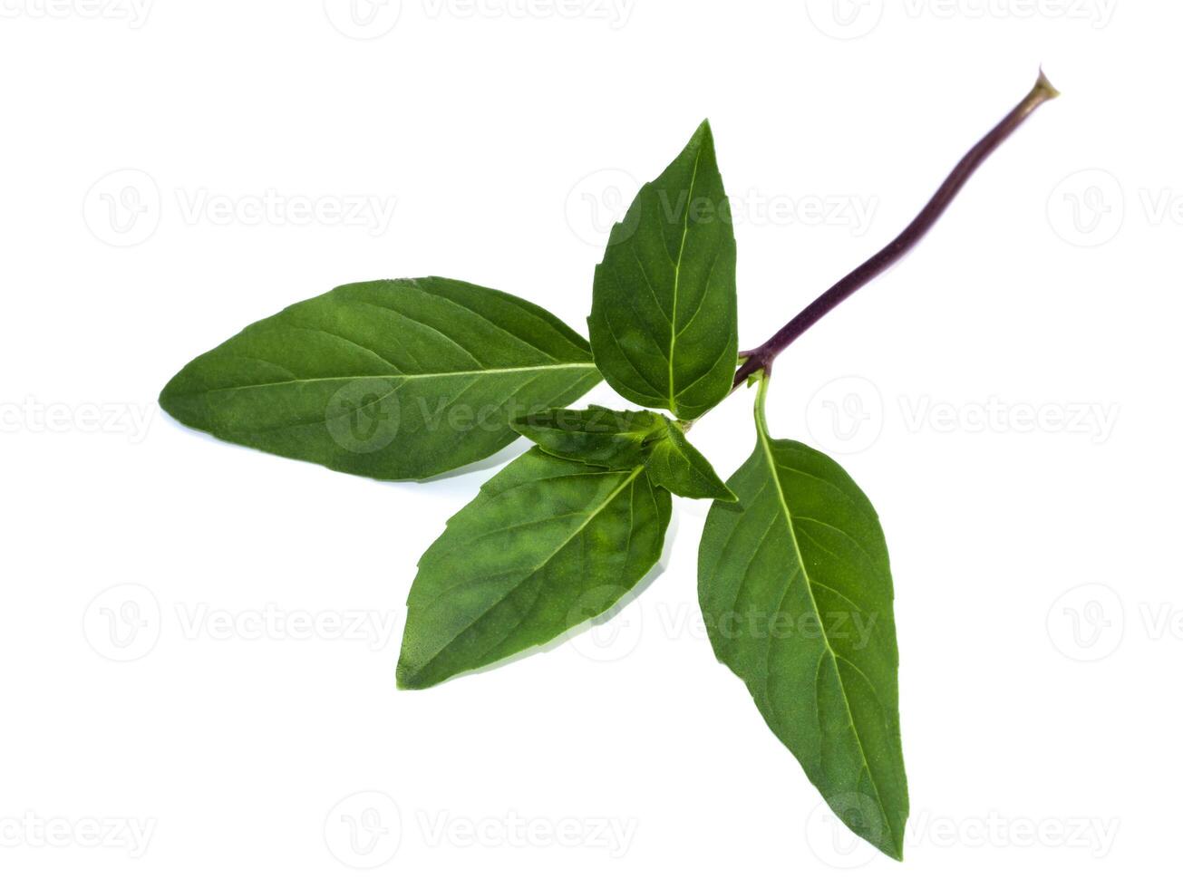 Sweet Basil leaves on white background. photo
